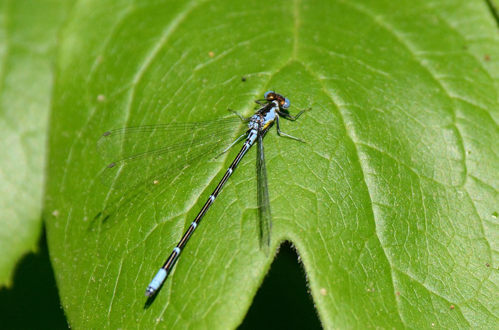 005 2016-05311550 Wachusett Meadow, MA.JPG - Aurora Damsel (Chromagrion conditum). Damselfly. Wachusett Meadow Wildlife Sanctuary, MA, 5-31-2016